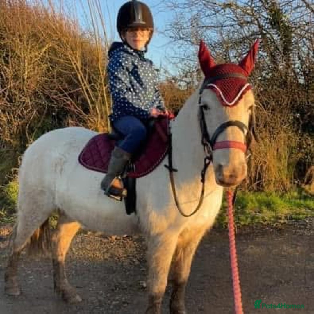 Riding pony horses for sale: For Sale Kids Lead Rein Pony! Safe and Bombproof - Advert 26