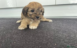 Cavapoochon dogs for sale: Beautiful Cavapoochon puppies for sale  - Image 11