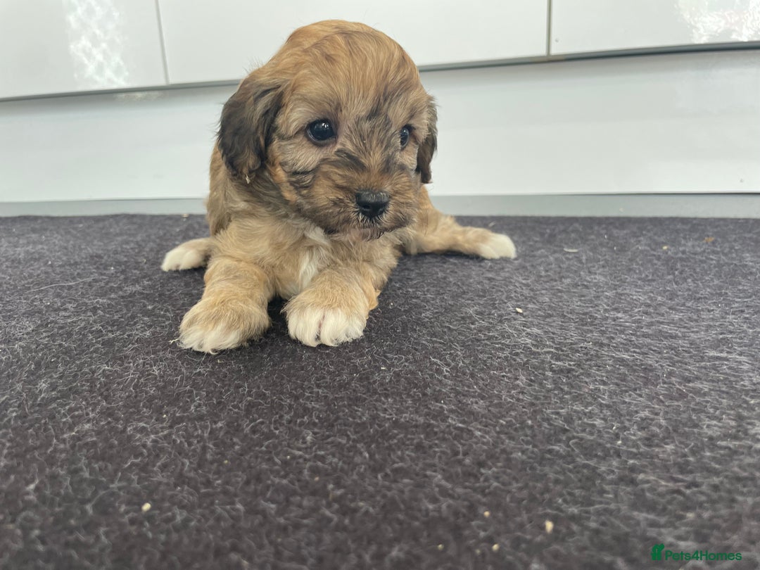 Cavapoochon dogs for sale: Beautiful Cavapoochon puppies for sale  - Image 11