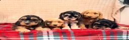 Cockapoo dogs for sale: STUNNING COCKAPOO PUPPIES READY NOW  - Advert 6