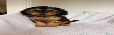 Cockapoo Puppy 2