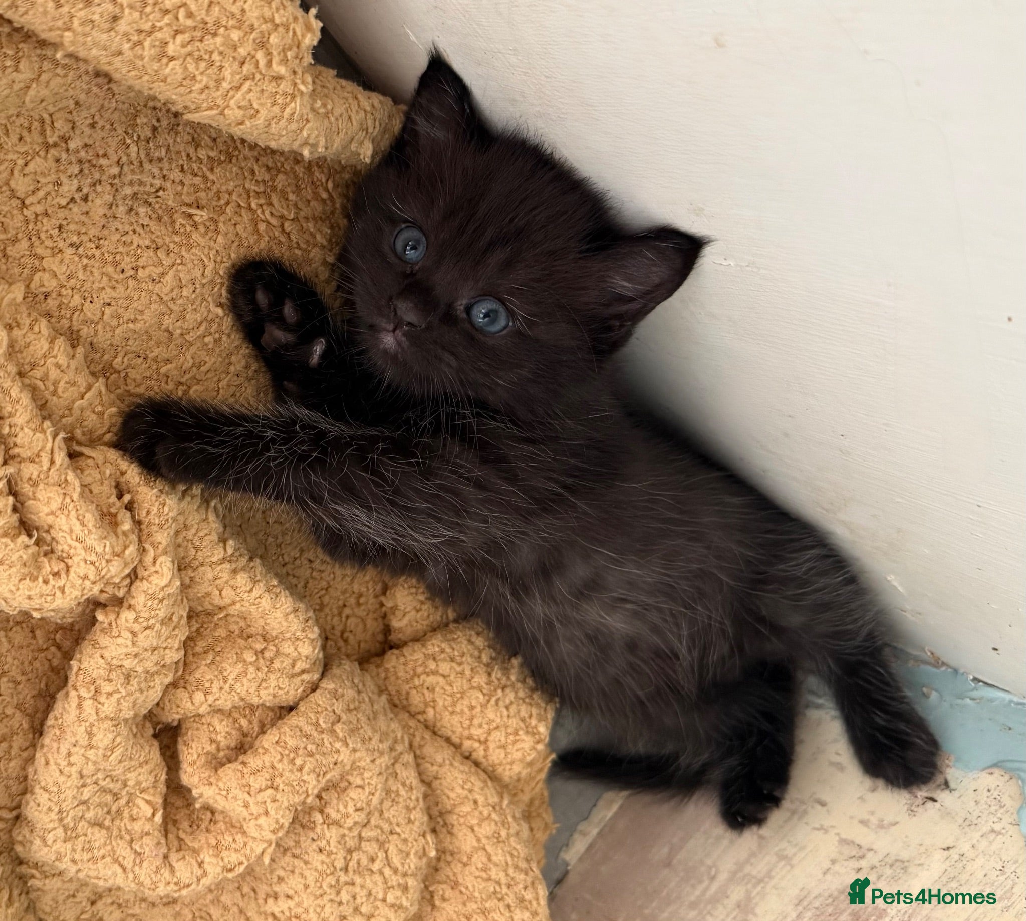 Mixed Breed cats 🐾 Beautiful Black Kittens 🐾 - Advert 1