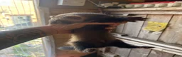 Ferret rodents for sale: Micro eu ferrets at 4 girls left 6 boys  - Advert 7
