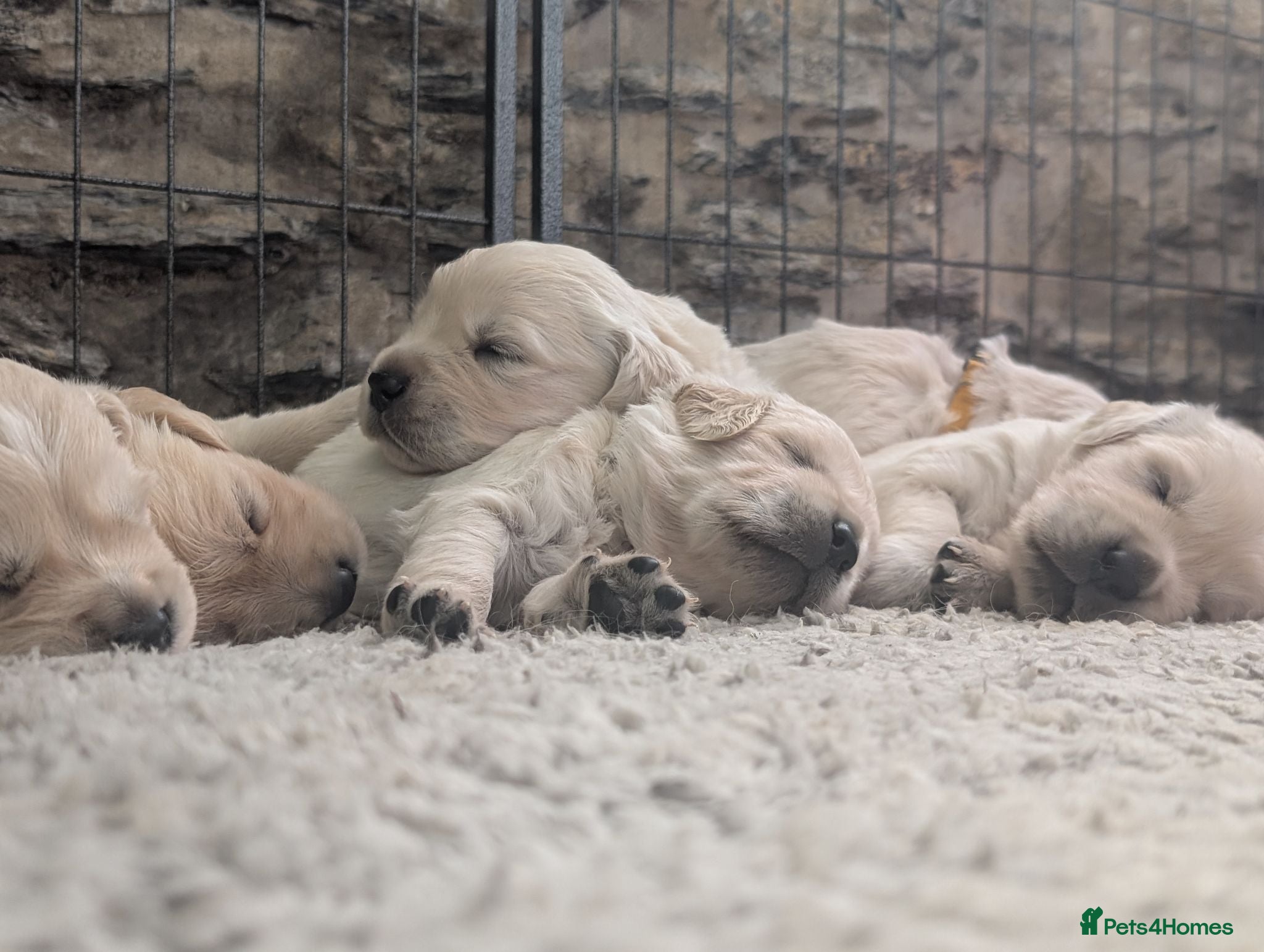 Golden Retriever dogs Adventure-Ready Golden Retriever Puppies 🐾 - Advert 1