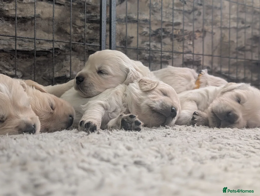Golden Retriever dogs for sale: Adventure-Ready Golden Retriever Puppies 🐾 - Advert 1