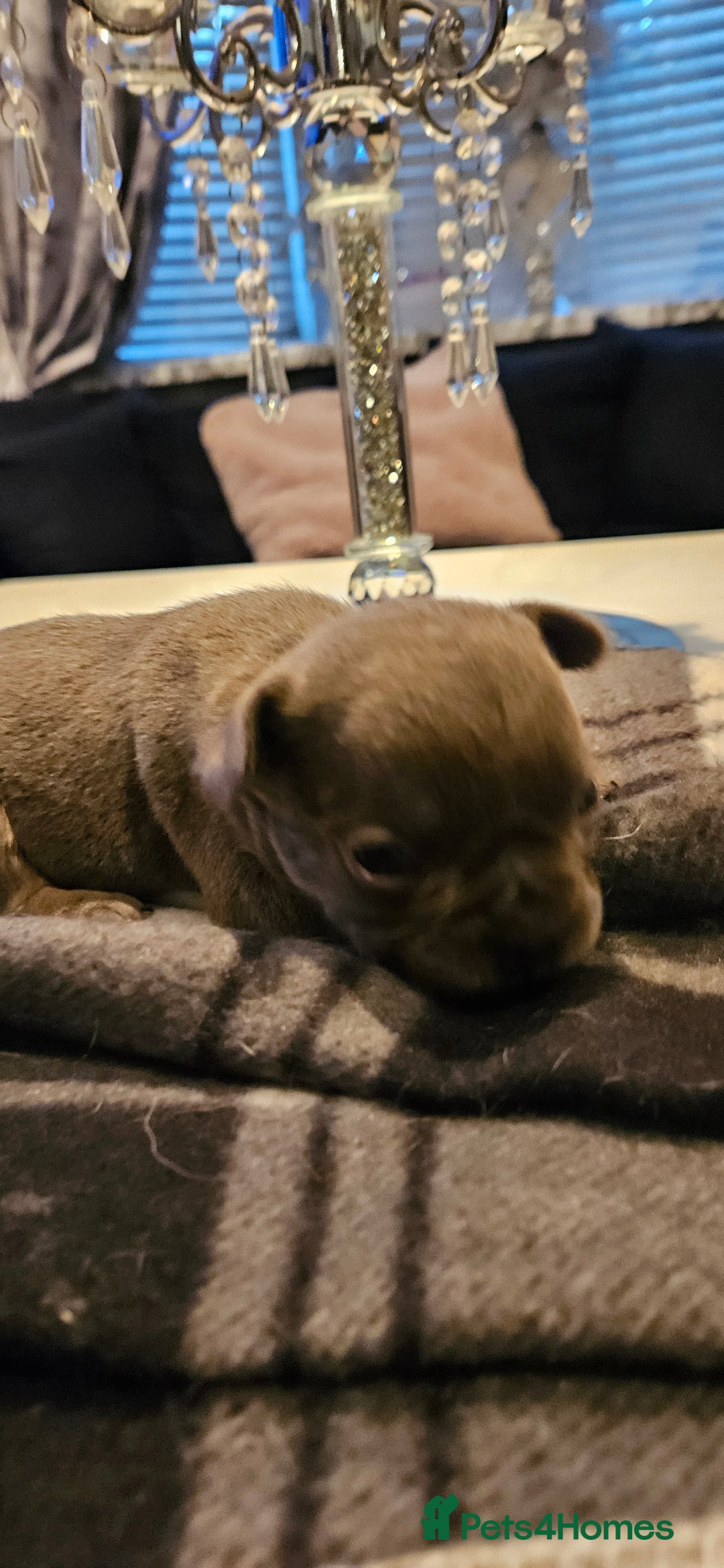 French Bulldog dogs for sale: Kc French bulldog  - Advert 11