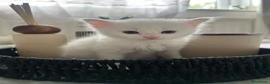 White kitten 1