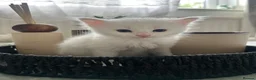 Mixed Breed cats for sale:  Beautiful Kittens Looking for a Forever Homes 🐾 - Advert 18