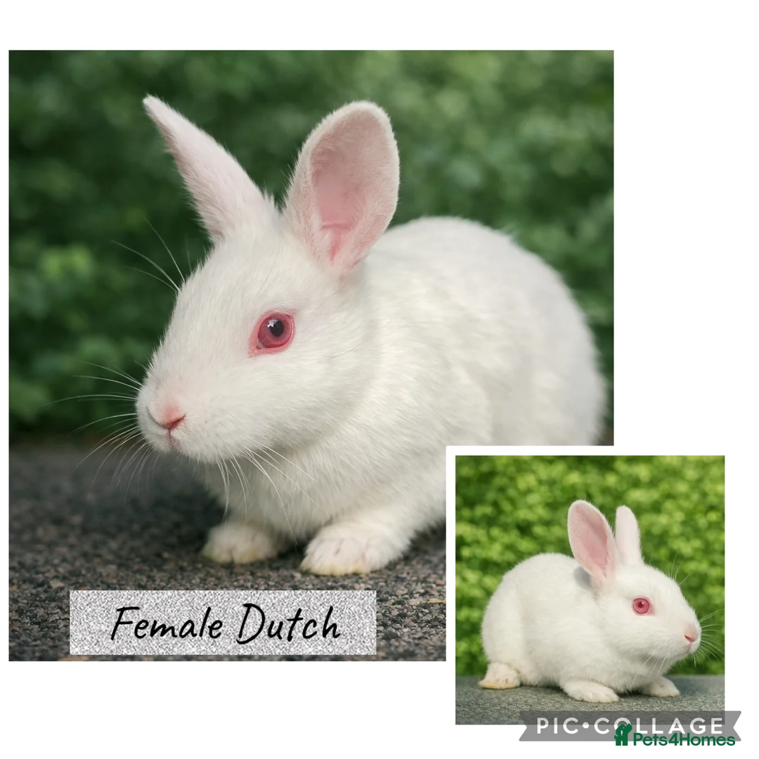 Dutch rabbits for sale:  Beautiful Dutch rabbit babies 8 weeks old - Advert 3