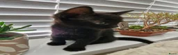 Mixed Breed cats for sale: Last 2 Kittens Ready Now - Advert 6