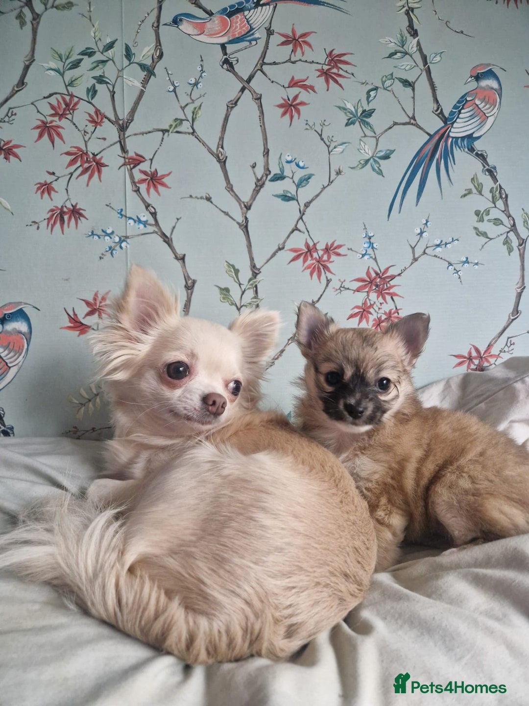 Chihuahua dogs for sale: Beautiful chihuahua girl - Advert 12