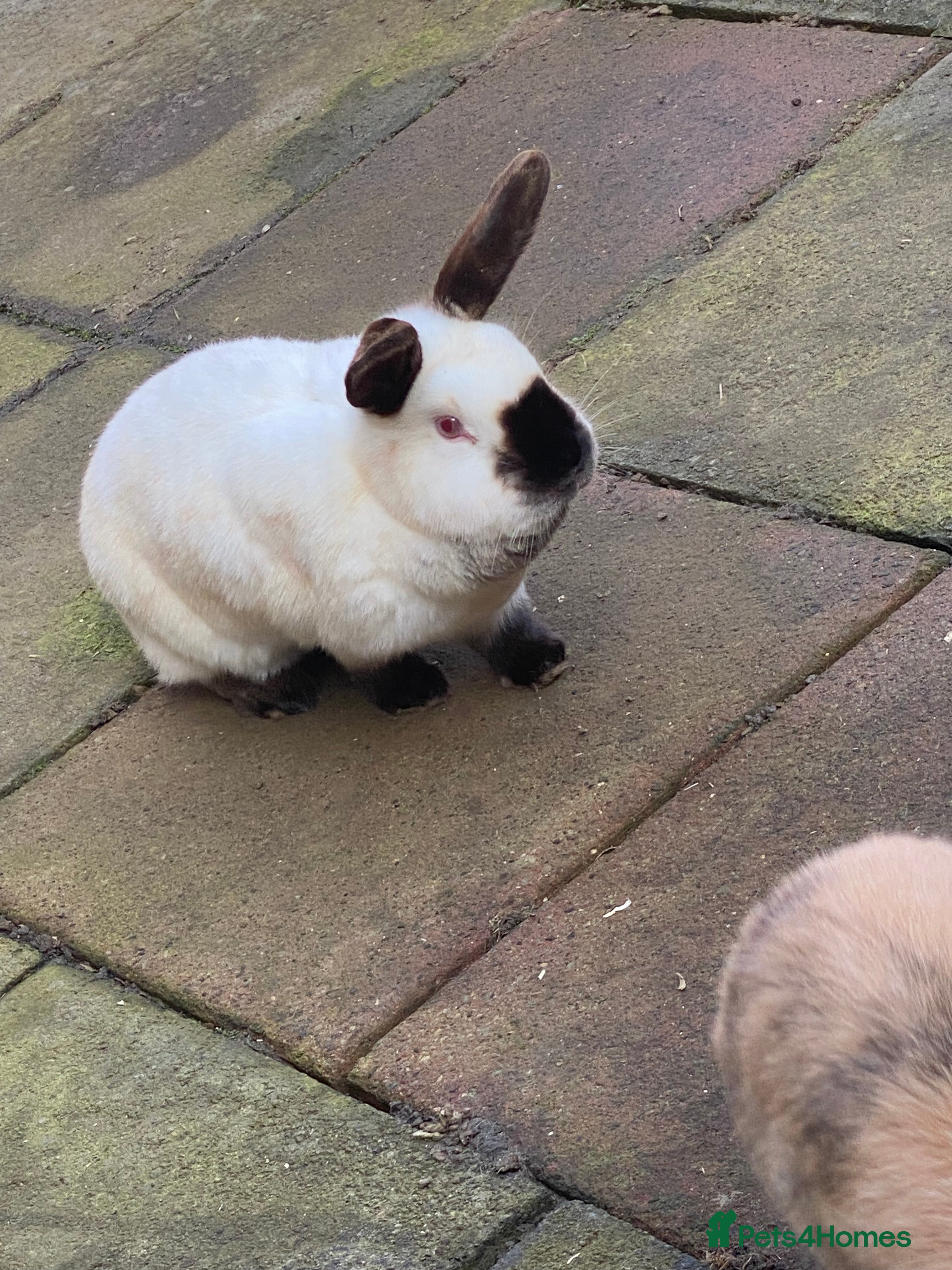 Mixed Breed rabbits Fluffy in Middlesbrough - Advert 1