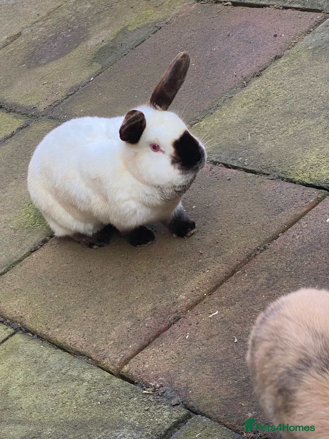 Mixed Breed rabbits for sale: Fluffy in Middlesbrough - Advert 1