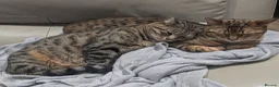 Bengal cats for sale: Two adult Bengals looking for a loving home  - Advert 1