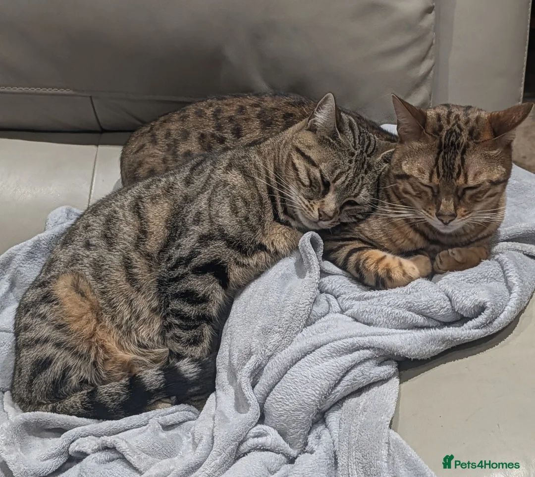 Bengal cats for sale: Two adult Bengals looking for a loving home  - Advert 1