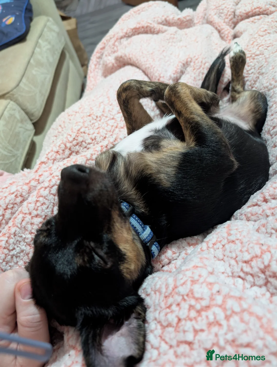 Chorkie dogs for sale: 1 year old male chorkie  in Barnsley - Advert 2