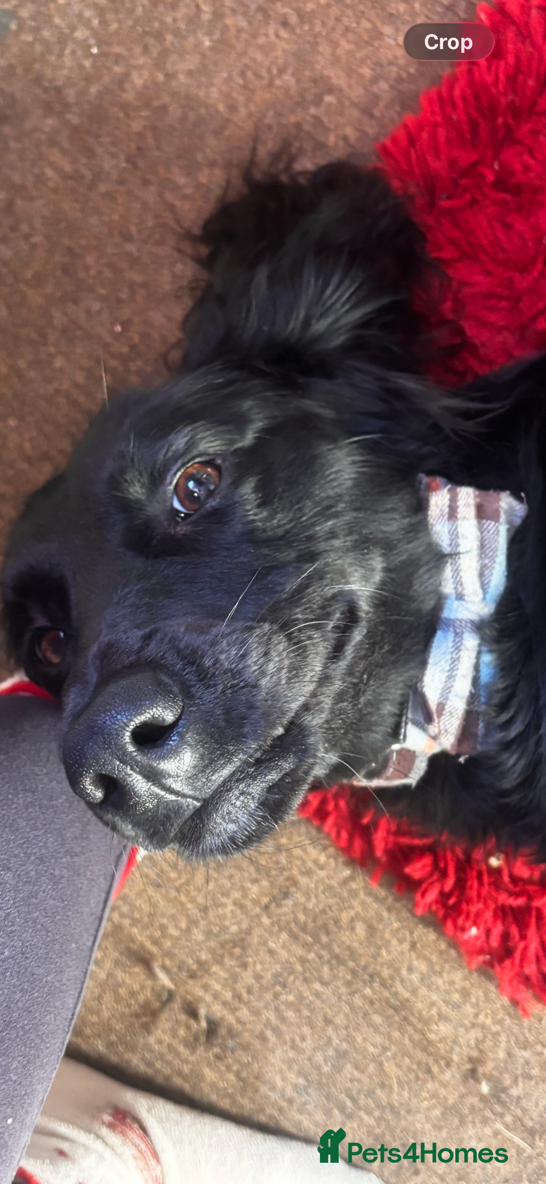 Mixed Breed dogs for sale: Male saluki/labradoor for rehoming  - Advert 4