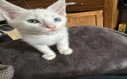 Mixed Breed cats for sale: Mainecoon x kittens  - Image 10