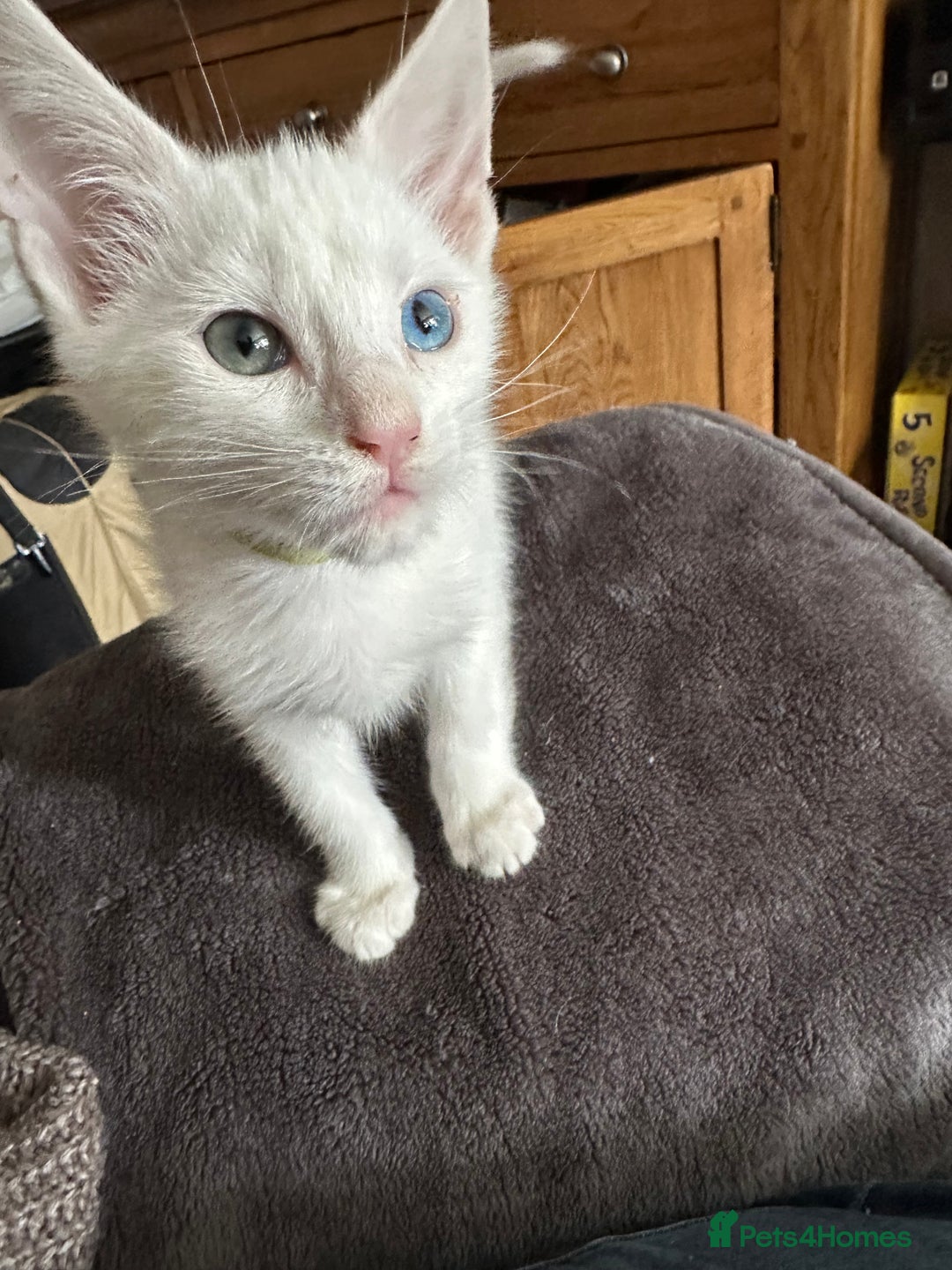 Mixed Breed cats for sale: Mainecoon x kittens  - Image 10