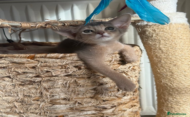 Abyssinian cats - Advert 3