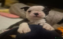 Boston Terrier dogs for sale: Superb litter of boston terriers. - Image 25
