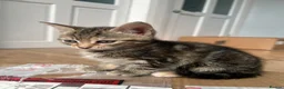 Mixed Breed cats for sale: Bengal/Russian blue kittens  - Advert 6