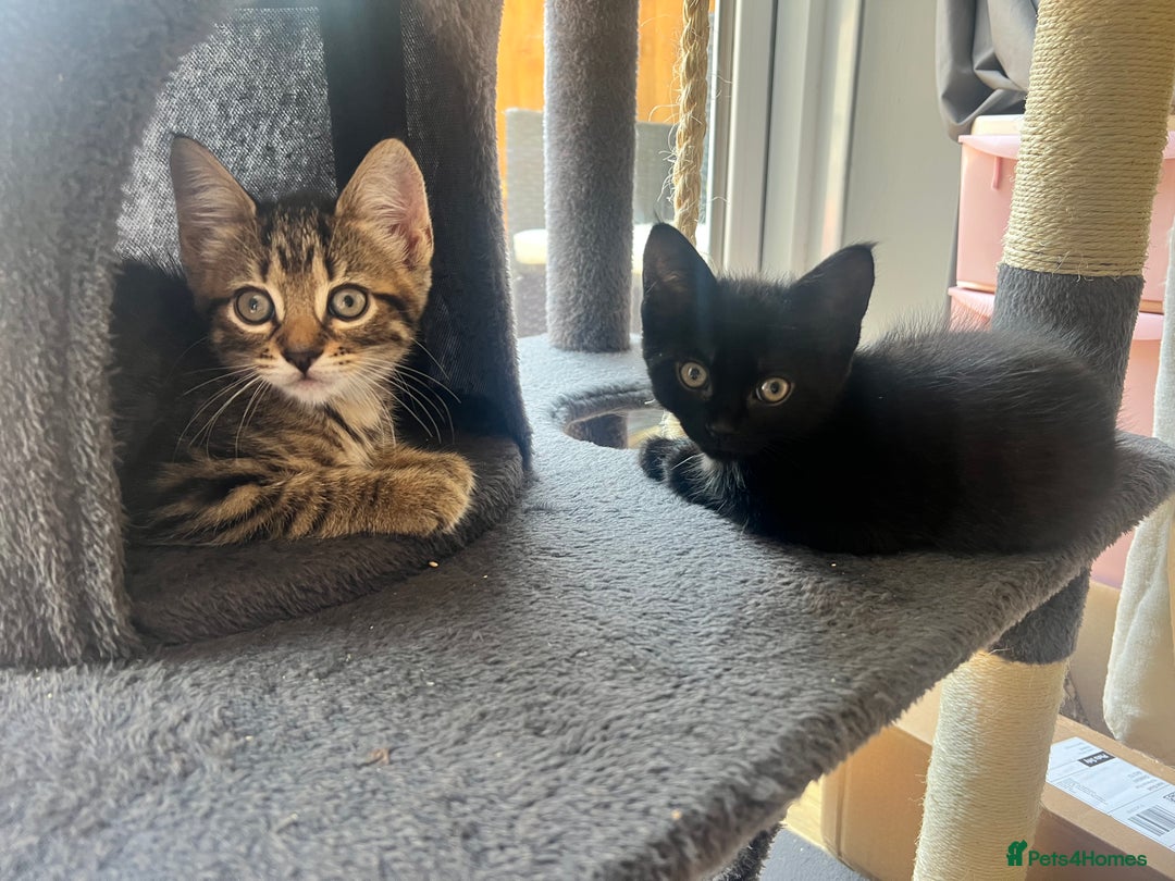 Domestic Shorthair cats for sale: 6 beautiful kittens for sale. - Image 22