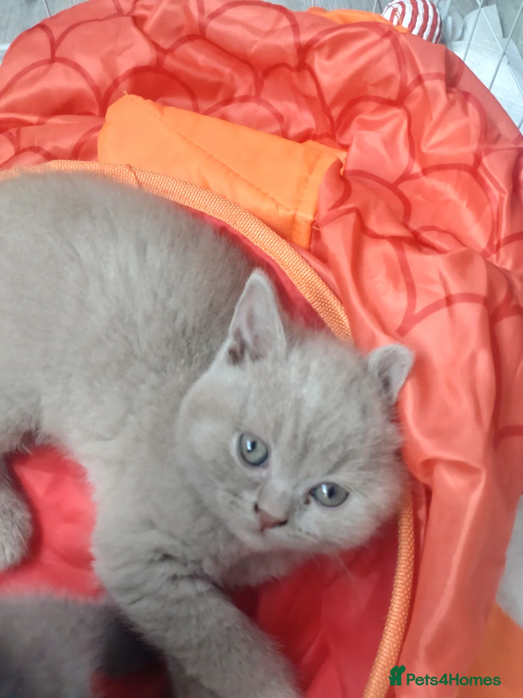 British Shorthair cats for sale: Full breed British short hair kitten  - Advert 2