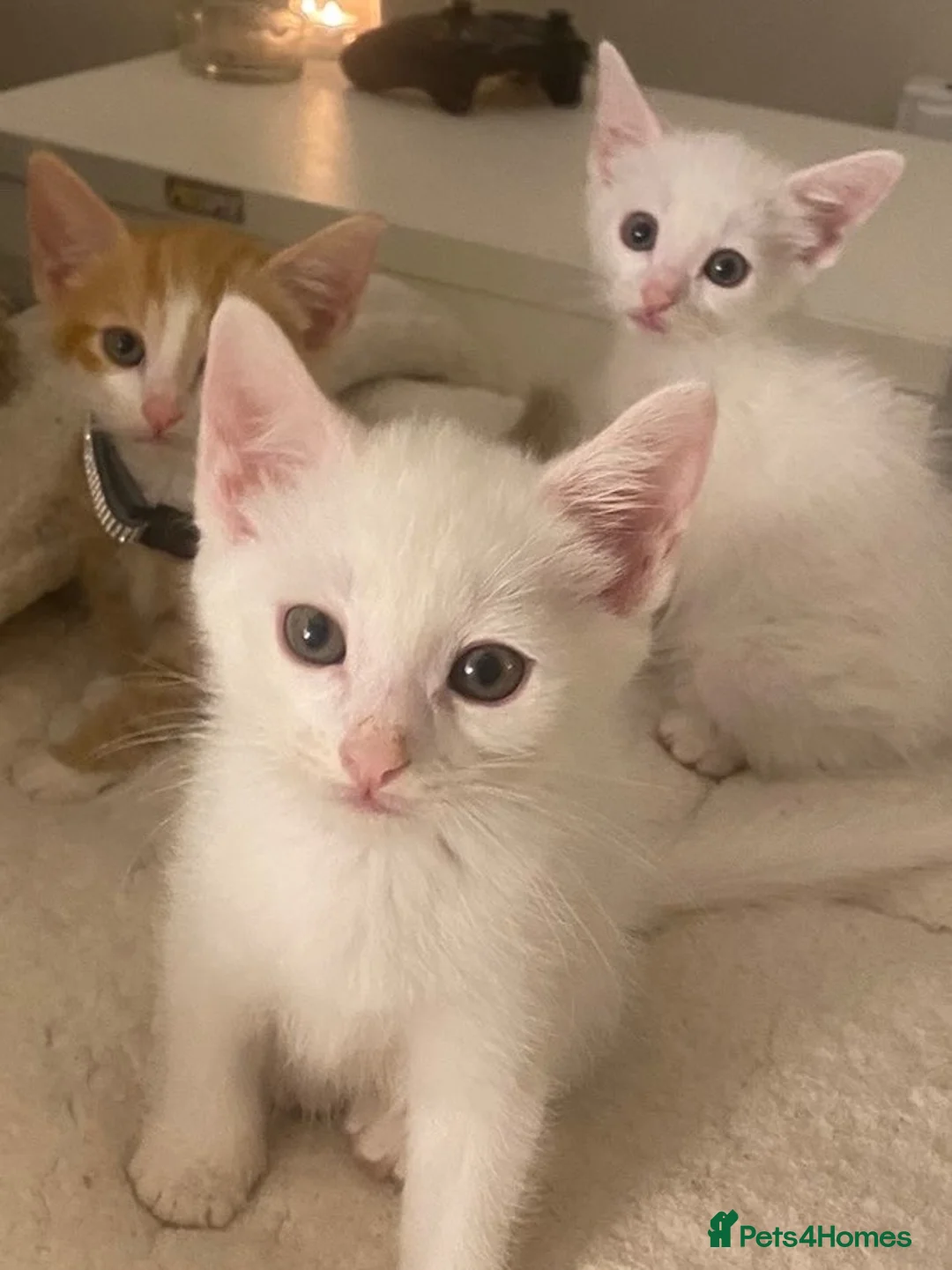 Mixed Breed cats for sale: Kittens for sale  - Advert 2