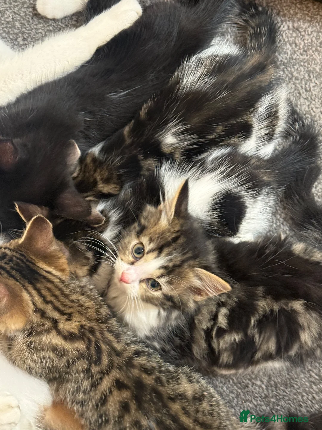 Domestic Shorthair cats for sale: 5 Adorable Little Kittens - Advert 13
