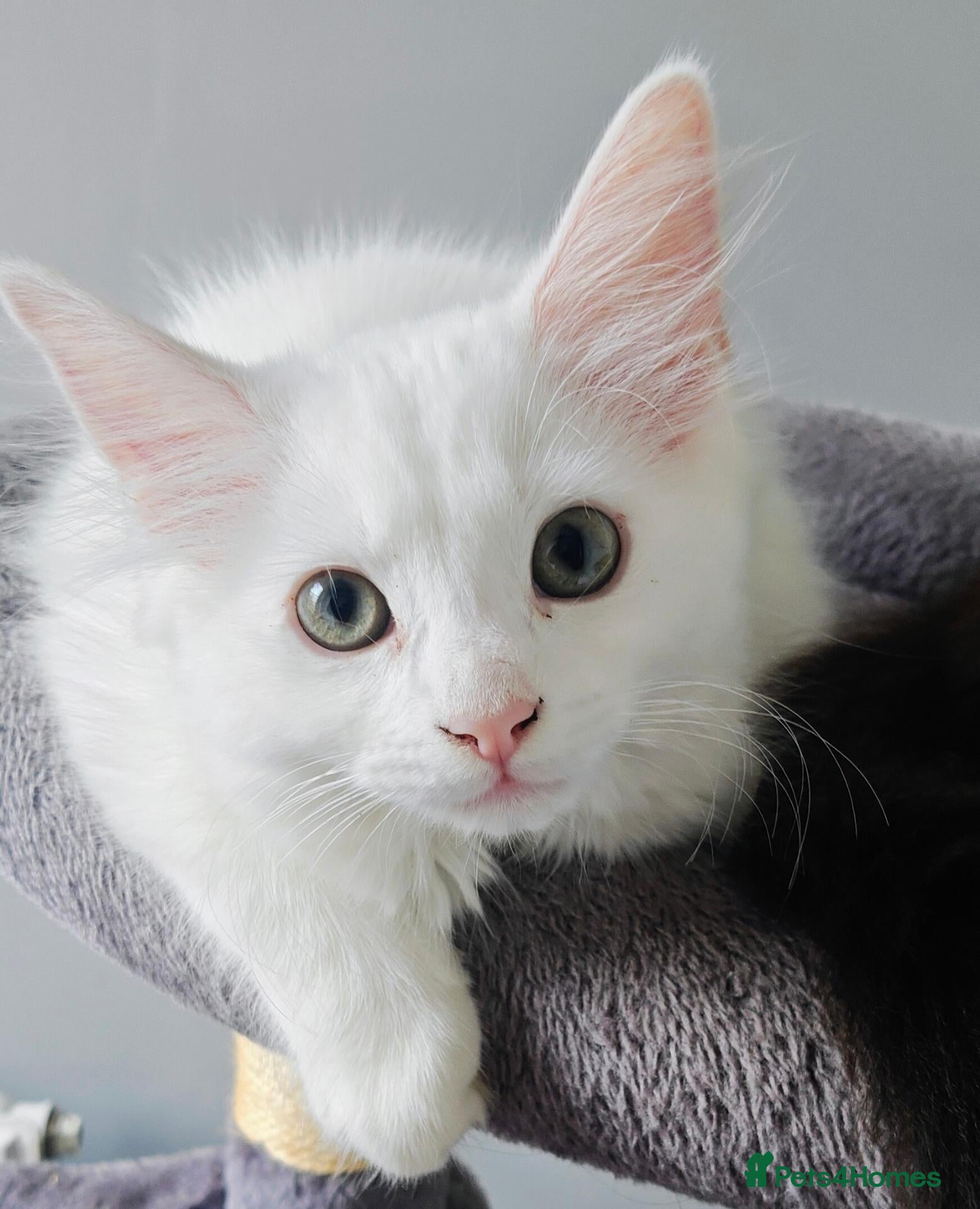 Mixed Breed cats Little cuties - Advert 2