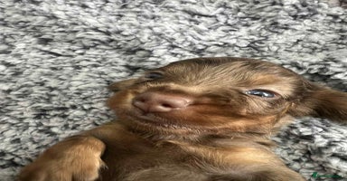 Miniature Dachshund dogs - Advert 1