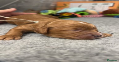 Cavapoo dogs - Advert 13