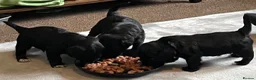 Mixed Breed dogs for sale: 2 male chi-poo  - Advert 7
