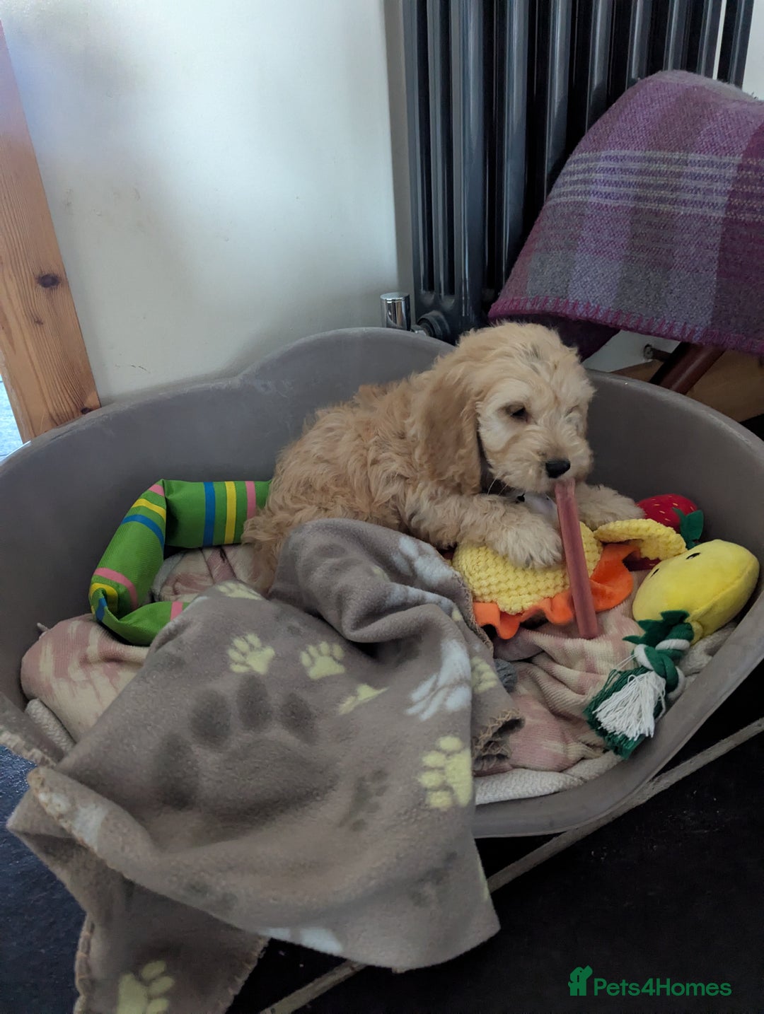 Cockapoo dogs for sale: Cockapoo Girl - Image 2