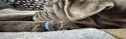 Neapolitan Mastiff dogs for sale: Neapolitan mastiff puppies 1 girl grey/1 boy grey  - Advert 7