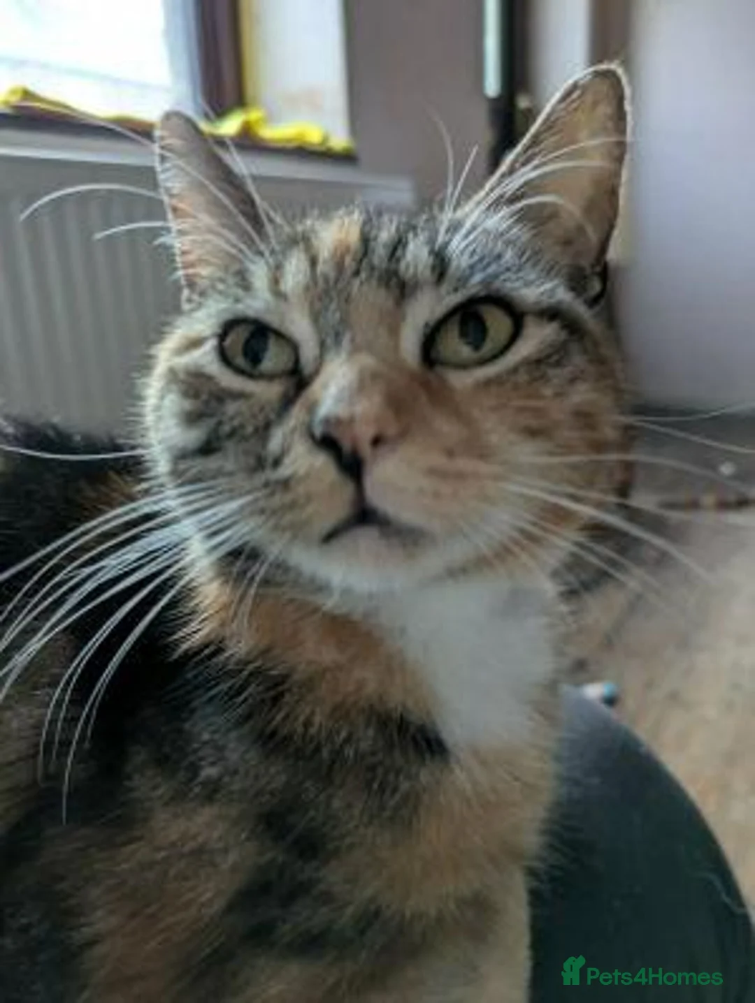 Mixed Breed cats for adoption: CASSIA - Advert 6