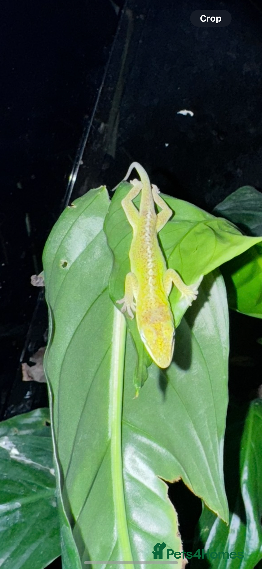 Gecko reptiles for sale: Lizards for sale - lots to choose from  in Nottingham - Image 17