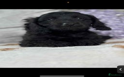 Cavapoo dogs for sale: Stunning dna clear Cavapoo’s  - Image 6