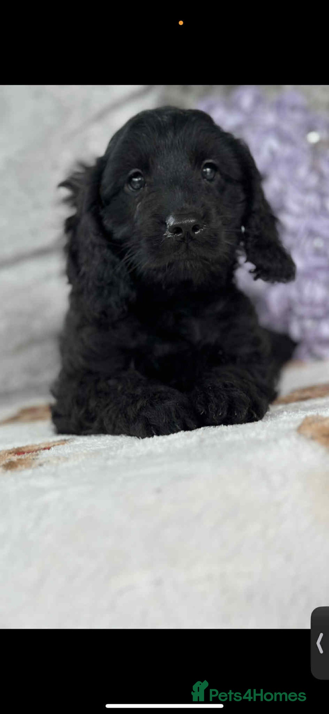 Cavapoo dogs for sale: Stunning dna clear Cavapoo’s  - Image 6