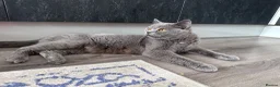 British Shorthair cats for sale: British shorthair blue /Adorable kittens  - Advert 16