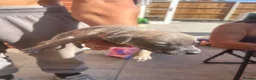 Whippet dogs for sale: Whippet pups for sale  - Advert 8