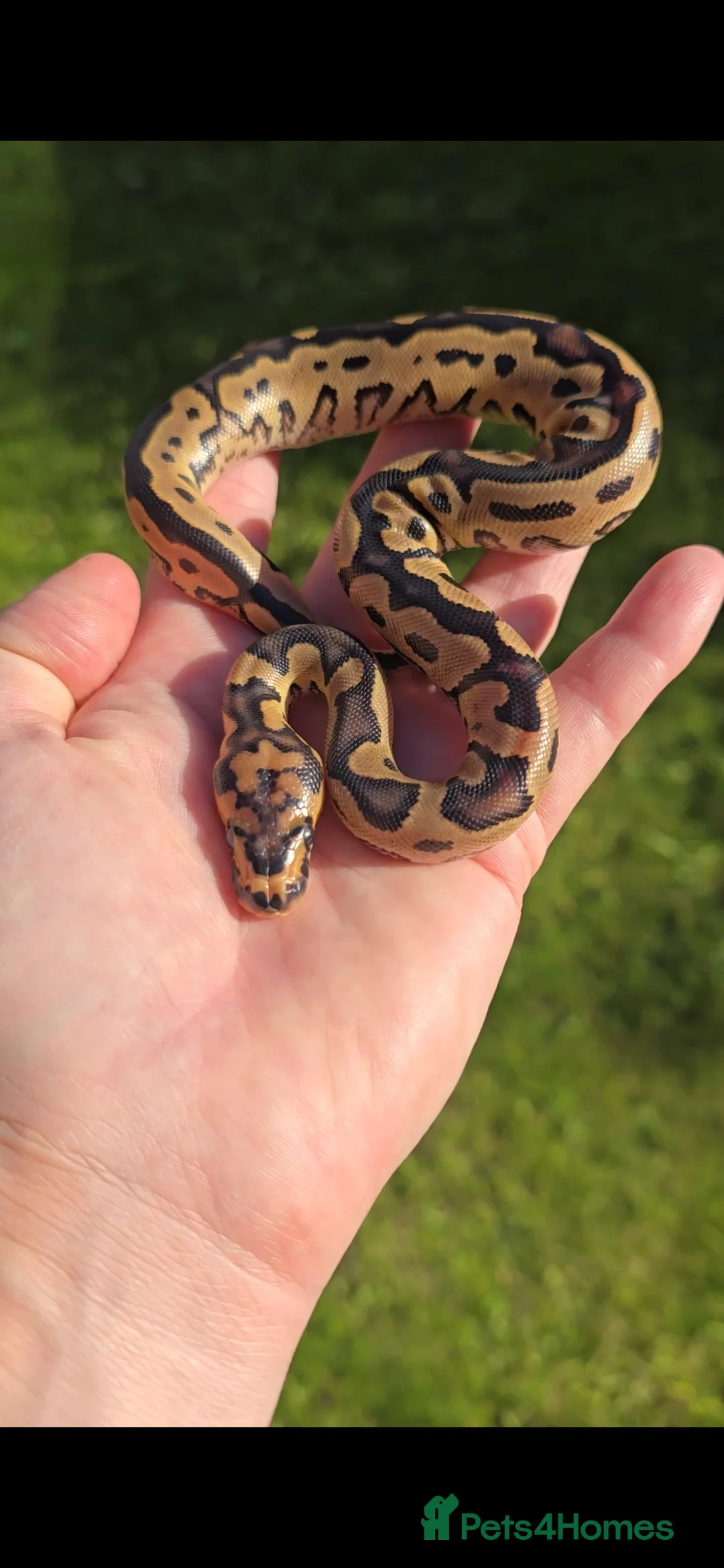 Python Snake reptiles for sale: Royal/ball pythons young to adult - Advert 10