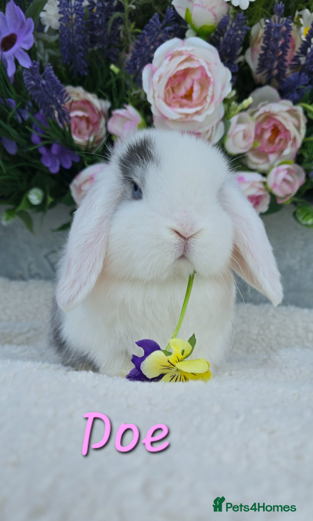 Mini Lop rabbits Beautiful quality mini lops - Advert 1