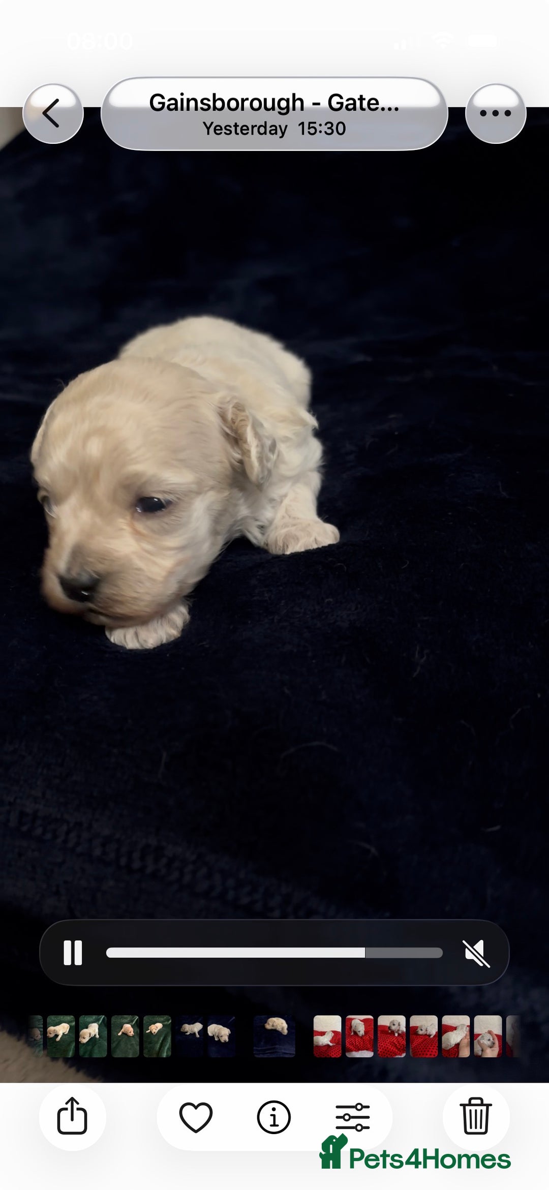 Maltipoo dogs for sale: Exquisite Maltipoo puppies  - Advert 15