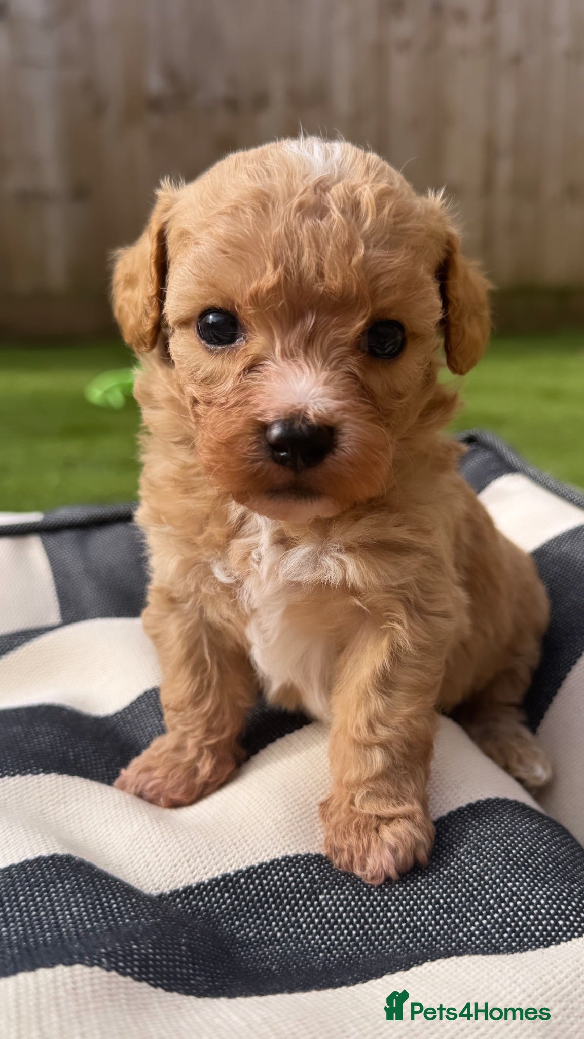 Maltipoo dogs Only 4 Adorable Rare Tiny Maltipoo Left 🐾  - Advert 1