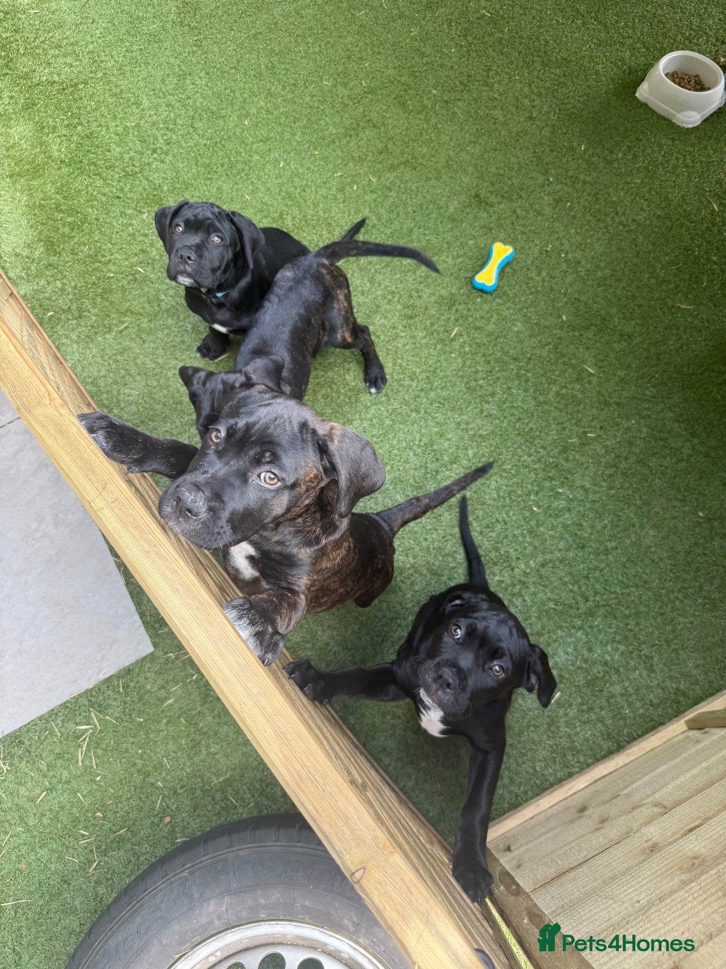 Cane Corso dogs Cane corso puppies - Advert 2
