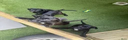 Cane Corso dogs for sale: Cane corso puppies - Advert 22