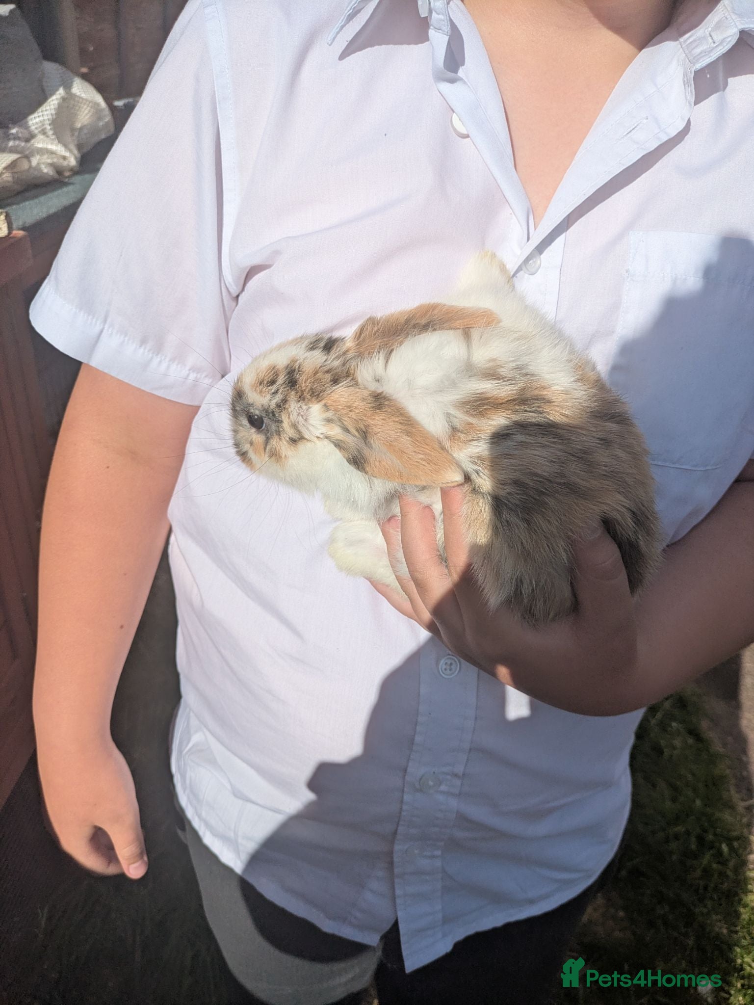 Mini Lop rabbits Mini lops  - Advert 6