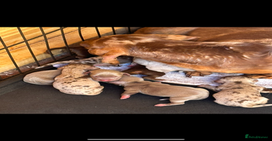 Miniature Dachshund dogs - Advert 12